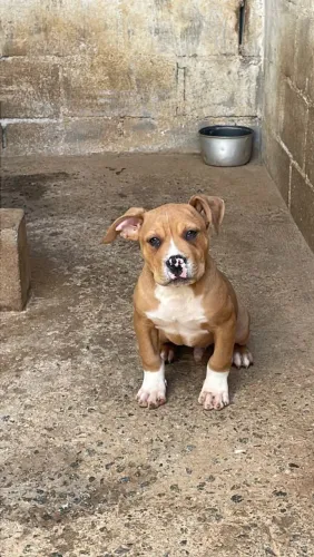 Vende-se filhote de Pit Monster