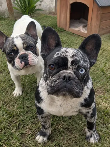 Fêmea de buldogue francês 