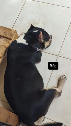Filhote de american Bully