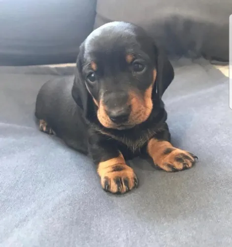 Dachshund macho miniatura vacinado e vermifugado