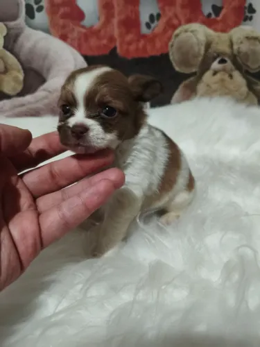 Princesinha Chihuahua pêlo longo disponível!