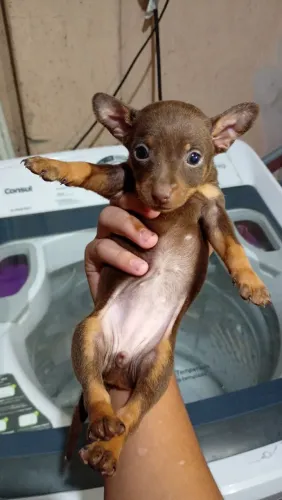 Cachorrinha da Pinscher