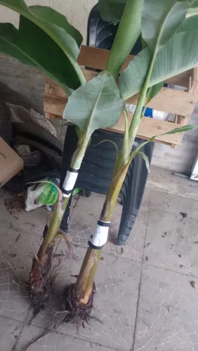 Mudas de banana jacaré e prata mel!
