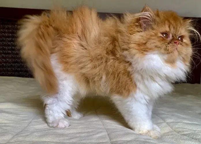 Top Show Persas Femèa Filhote Bicolor ,Extremadissima Pelos Longos C/80 Dias Super Linda.