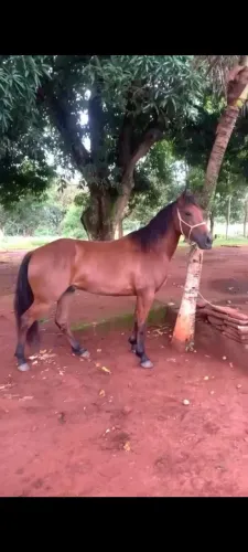 Cavalo Quarto de Milha a Venda !