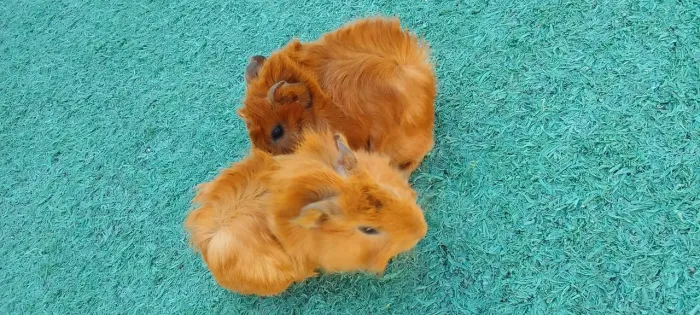 Porquinho da índia