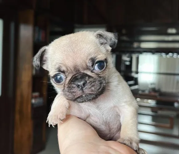 Pug macho micro 