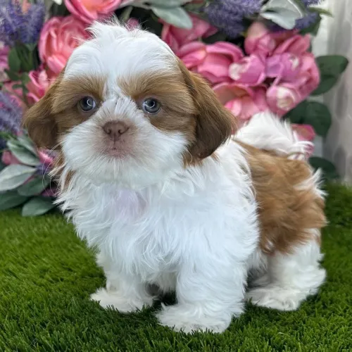 Shih tzu: O parceiro ideal para momentos de descanso e preguiça 