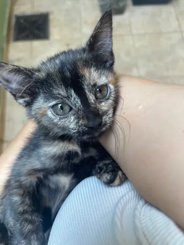 Doaçao de gato femea 