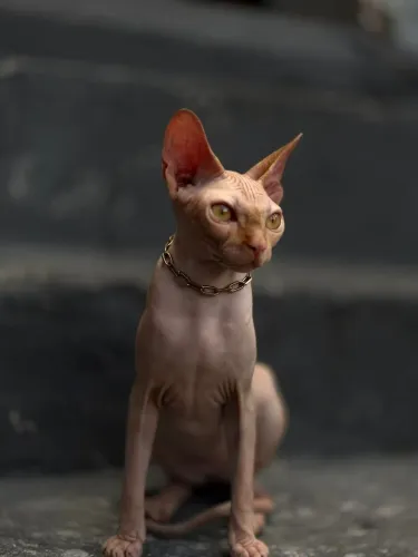 Gato sem pelo ( SPHYNX EXÓTICO )