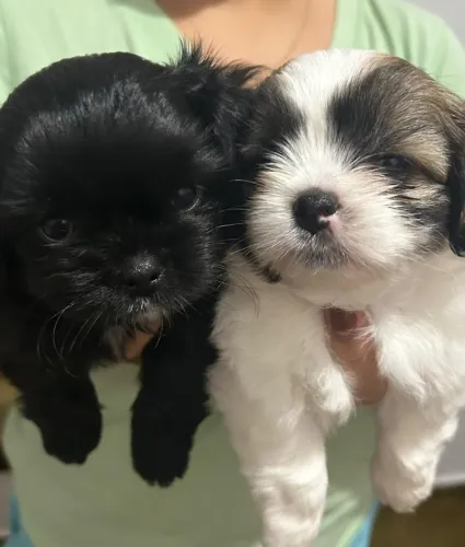 filhote de shih tzu
