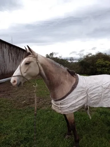 Cavalo Baio com documento