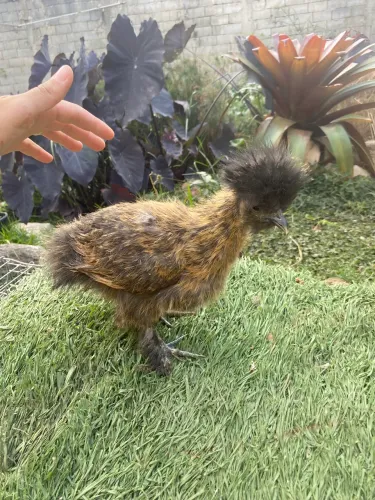 Franguinhas Sedosa do Japão- 4 meses