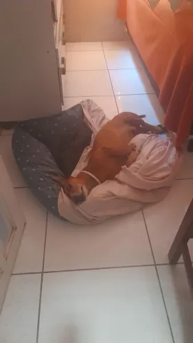 Procurar-se uma salsicha fêmea pra cruzar com um salsicha macho