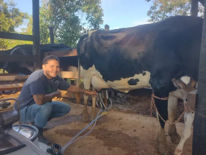 Vaca média de 20 litro primeira e segunda cria