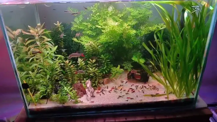 Aquario 100L completissimo