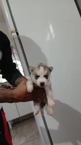 Cachorros