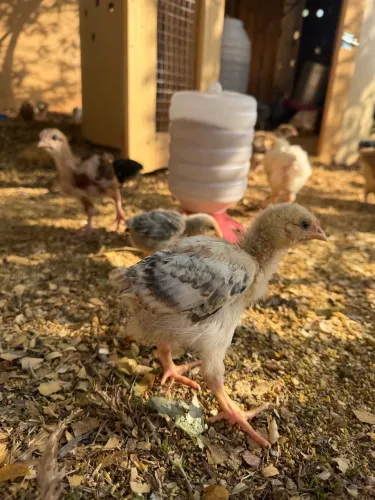 Pintinhos de Galinha Caipira