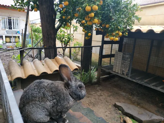 Coelho Gigante macho