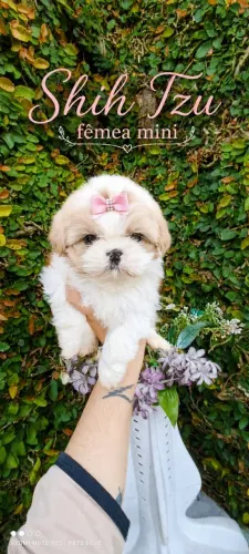 Shihtzu femeas e macho