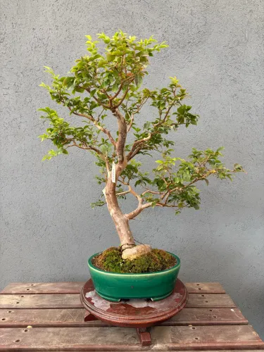 Bonsai de Jabuticaba 16 Anos