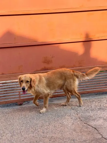 Golden Retriever 