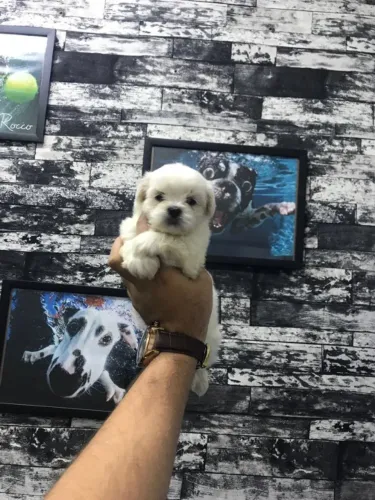 Um Maltês para Deixar Seus Dias Mais Felizes