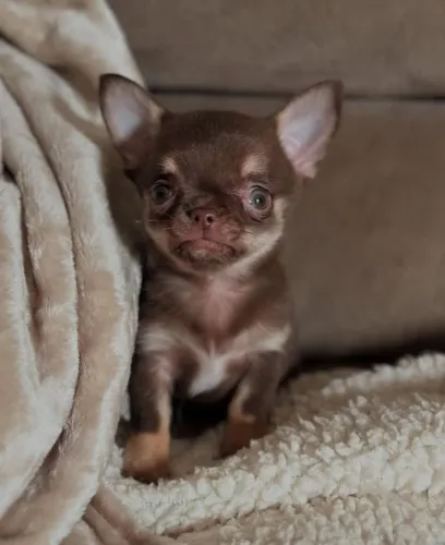 Chihuahua Pêlo Curto- Macho ChocoTan com 2 Meses