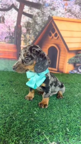 Dachshund