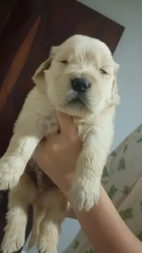 Filhotes de GoldenRetriver