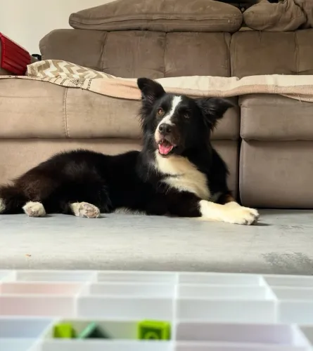 ? Adoção Responsável - Border Collie com Pedigree ?