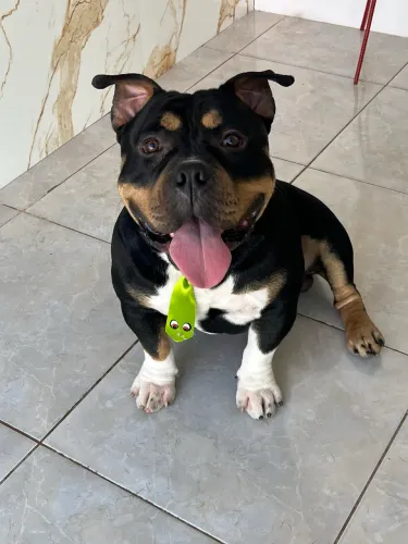 American Bully para cobertura