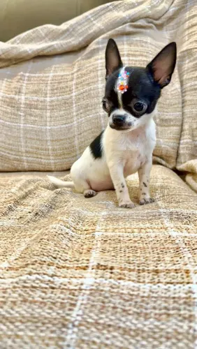 Chihuahua fêmea 