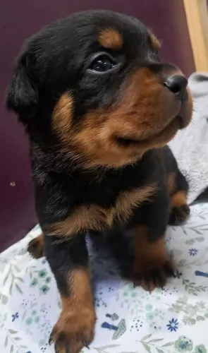Rottweiler Filhotes lindos esperando por você