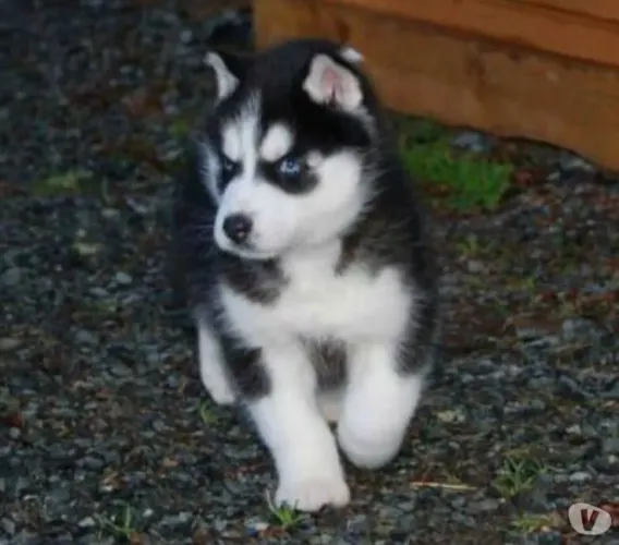 Husky Siberiano filhote lindo Peludo