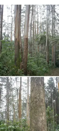 Floresta de eucaliptos citriodora 300hec, em MG. 1.400 milhões de arvores