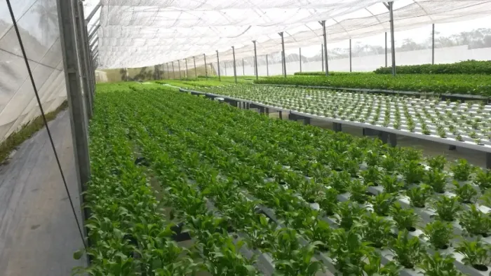 Vendo Estufa Hidroponia 14 x 51 m