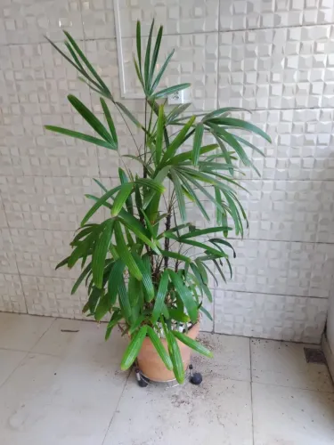Linda Palmeira Rafis em Vaso