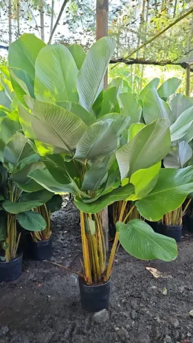 Planta maranta pote 0,70