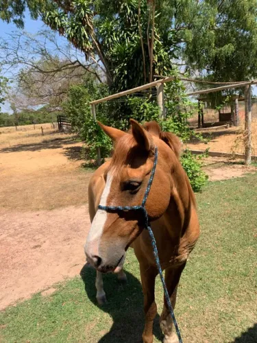 Cavalo manço e muito bem cuidado 