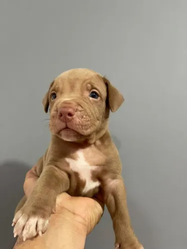 Vendo filhotes de Pit monster 45 dias já comendo raça e vermífugado 