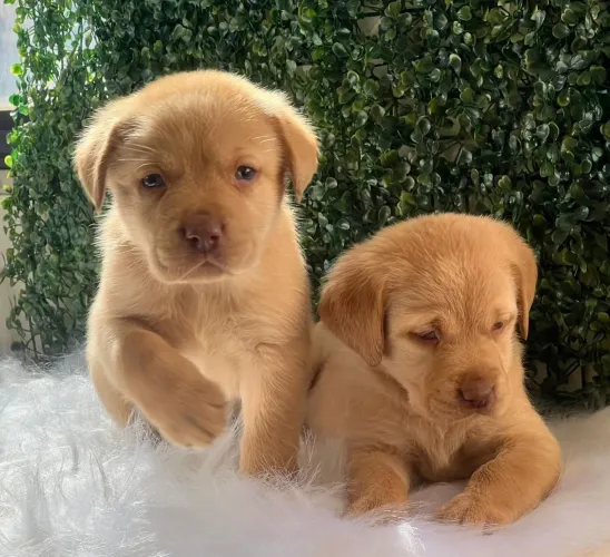 Labrador - parceiro leal para toda a vida!