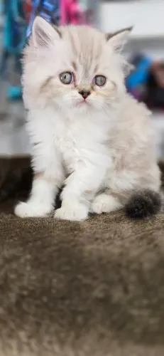 Gato PErsa Creme macho