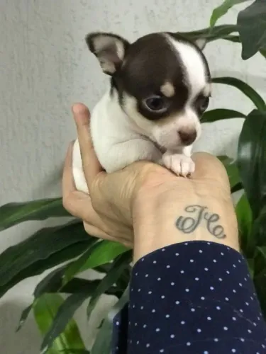 Chihuahua os mais saudaveis e legetimos pacotinhos de amor
