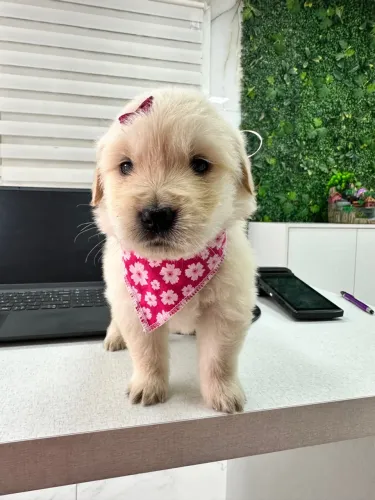 Filhote Golden Retriever 