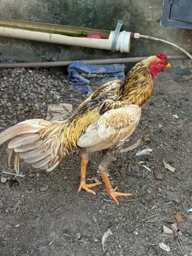Galo Índio e Galinha