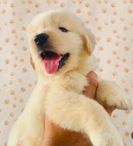 Golden retriever