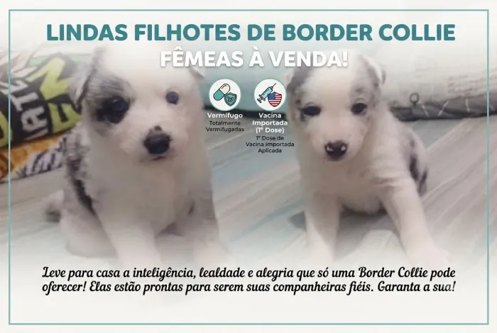 Border Collie fêmea 