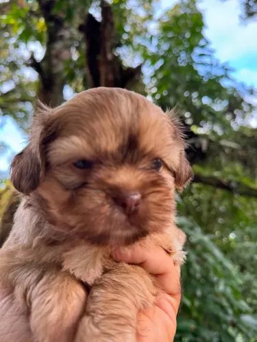 (Venda ) Shih-tzu alto padrão com pedigree
