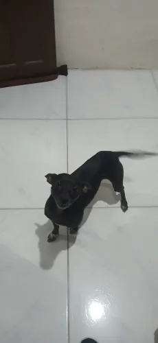 Cachorro para doação - Lupy